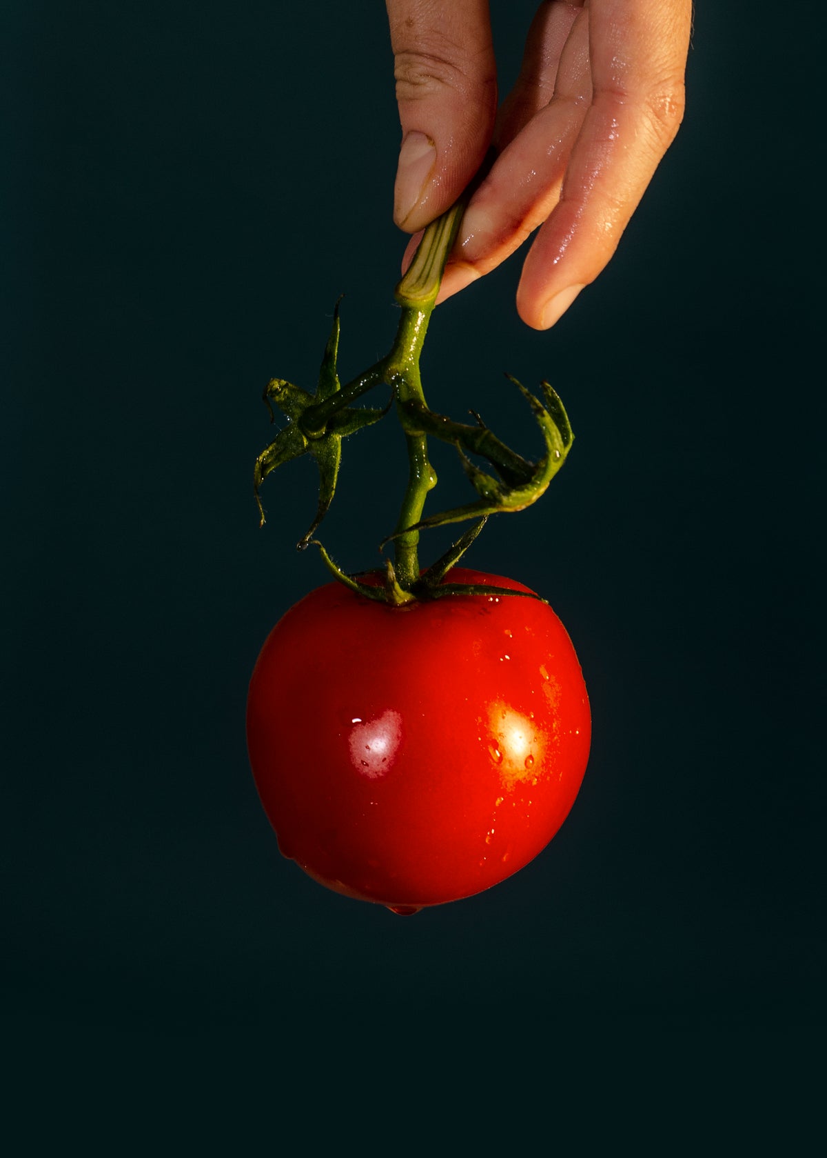 fresh cherry tomato
